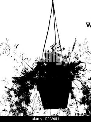 . Fioristi' review [microformati]. Floricoltura. Nei cestini appesi ebreo errante appeso cestello, diffusione 2 ft. $1.25 ogni Asparagus sprengeri appeso cestello, diffusione 2j^ ft $1^5 ogni Asparagus sprengeri Hanging Pot, 7-pollice pot, diffusione lyi ft 75c ciascuna ?JT Sprengeri cestello, diffusione 2% ft. Troverete che nei cestini appesi come che offriamo sono in grande domanda in questa stagione per uso su di portici e luoghi simili. Ogni casa ha bisogno di uno o più.. Si prega di notare che queste immagini vengono estratte dalla pagina sottoposta a scansione di immagini che possono essere state migliorate digitalmente per la leggibilità - Colorazione e aspetto di queste illus Foto Stock