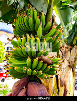 Piante di banana con la maturazione di frutta e di fiori, Funchal, Madeira, Portogallo. Foto Stock