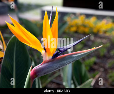 Uccello del Paradiso fiore, Strelitzia reginae, Funchal, Madeira, Portogallo. Foto Stock