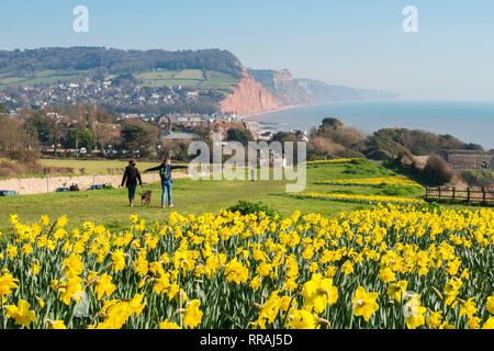 Sidmouth, Devon, Regno Unito. Il 25 febbraio, 2019. Regno Unito Meteo. Walkers godendo la molla come sole quanto essi passeggiare tra i narcisi accanto alla costa sud-ovest il percorso a Sidmouth nel Devon che sono in piena fioritura come unseasonably caldo continua. Credito Foto: Graham Hunt/Alamy Live News Foto Stock