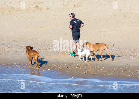 Bournemouth Dorset, Regno Unito. Il 25 febbraio, 2019. Regno Unito meteo: un altro bel giorno caldo e soleggiato a Bournemouth come visitatori potrete crogiolarvi al sole sulla spiaggia il il giorno più caldo dell'anno finora e calde febbraio giorno mai. Uomo che corre lungo la riva del mare con cani. Credito: Carolyn Jenkins/Alamy Live News Foto Stock