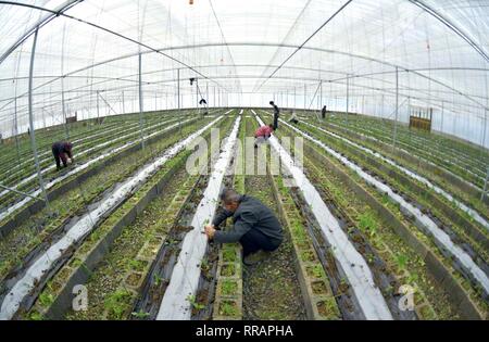 Xuan'en, la Cina della provincia di Hubei. Il 25 febbraio, 2019. Agricoltori lavorano in una serra a Xuan'en County, centrale cinese della provincia di Hubei, Feb 25, 2019. Gli agricoltori sono impegnati con i lavori agricoli in primavera. Credito: Song Wen/Xinhua/Alamy Live News Foto Stock