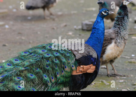 Nanjing, Nanjing, Cina. Il 25 febbraio, 2019. Nanjing, Cina-Il pavone a Zhenzhuquan Wildlife Zoo in Nanjing East ChinaÃ¢â'¬â"¢s provincia di Jiangsu. Credito: SIPA Asia/ZUMA filo/Alamy Live News Foto Stock