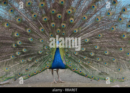 Nanjing, Nanjing, Cina. Il 25 febbraio, 2019. Nanjing, Cina-Il pavone a Zhenzhuquan Wildlife Zoo in Nanjing East ChinaÃ¢â'¬â"¢s provincia di Jiangsu. Credito: SIPA Asia/ZUMA filo/Alamy Live News Foto Stock