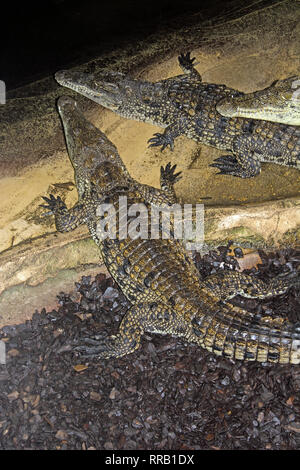 OXON ; Brize Norton; Coccodrillo parola; coccodrilli del Nilo (Crocodylus nilotica) Foto Stock