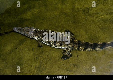 OXON; Brize Norton; Coccodrillo mondo: il coccodrillo del Nilo (CROCODYLUS NLOTICA) Foto Stock