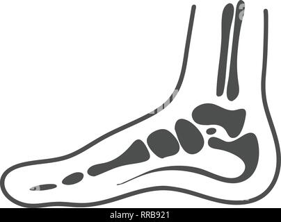 Mediale anatomia del piede isolato su uno sfondo bianco. Illustrazione Vettoriale. Illustrazione Vettoriale
