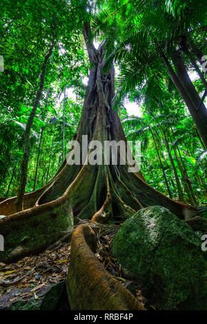 Grande e bella fig tree con un enorme sistema di radice nella foresta pluviale Foto Stock