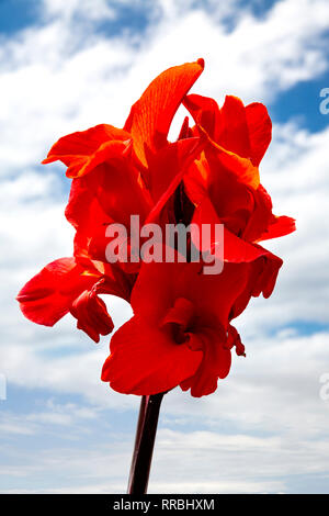 Red canna lily fiori contro un cielo nuvoloso. Foto Stock