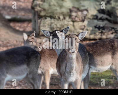 Giovane cervo su una chiara mattina a Vejle, Danimarca Foto Stock