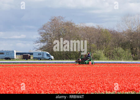 Tulip macchina lavora in un campo di tulipani rossi contro teh sullo sfondo di un tipico paesaggio Olandese Foto Stock
