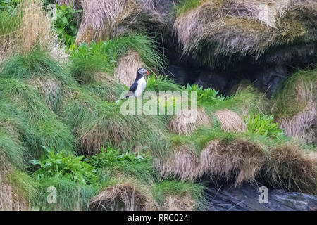 Puffin camminando su una scogliera tra nidi sull isola Bleiksoya Foto Stock