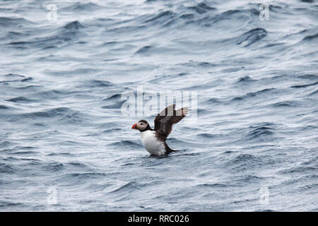 Puffin decollo dall'acqua vicino isola Bleiksoya Foto Stock