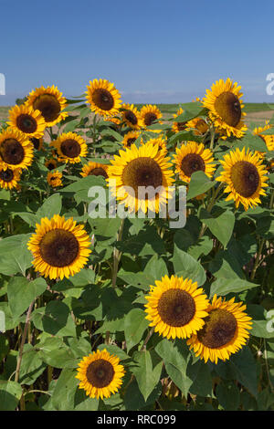 La botanica, girasole (Helianthus annuus), su un campo vicino Woerrstadt, Renania-Palatinato, Germania, Additional-Rights-Clearance-Info-Not-Available Foto Stock