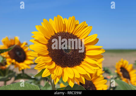 La botanica, girasole (Helianthus annuus), su un campo vicino Woerrstadt, Renania-Palatinato, Germania, Additional-Rights-Clearance-Info-Not-Available Foto Stock