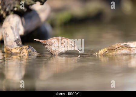 Momento meraviglioso, Eurasian wren riflettere nel fiume (Troglodytes troglodytes) Foto Stock