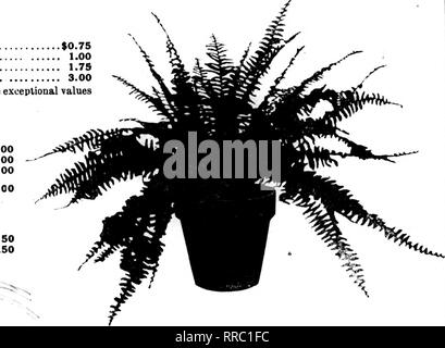 . Fioristi' review [microformati]. Floricoltura. Primule In Fiore Prifflola Obconica, 6 pollici, ogni 50c Primula Obconica, 7 pollici, ogni 75c Impianti di gomma Ficus elastica, 6 pollici, ogni $1.00 queste sono buone, stnni^ piante varie Plmnosas asparagi, 3 pollici, per 100 $10.00 Pandanas Veitchii, 5 pollici, ogni 1,00 Pandanos Veitchii, 6 pollici, ogni .... 1,50 Iviei inglese, 4 pollici, per 100 20.00 ciclamino, tutti i colori, 2% pollici, per 100 12.00 Dracaena-lasciava Tradeicantia, 3&GT;^ pollici, per doz 6.00 Begonia Punctata, 2&GT;4 pollici, pet 100 15.00 tasse imballaggio-aggiungere 5% per la spedizione in vasi di carta e 10% quando sh Foto Stock