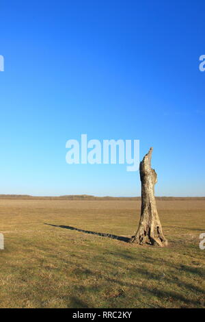 Albero morto sul prato Foto Stock