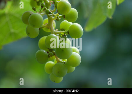 La botanica, uve del vitigno Riesling nei vigneti vicino la città di Oestrich-Winkel, Valle del Reno superiore e centrale, Hesse, Additional-Rights-Clearance-Info-Not-Available Foto Stock