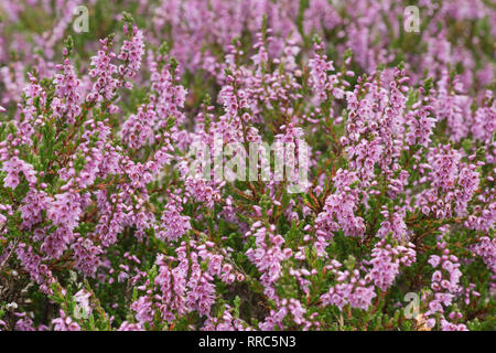 La botanica, erica, Additional-Rights-Clearance-Info-Not-Available Foto Stock