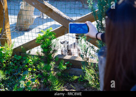 La donna sta immagine di lemuri in zoo sul telefono Foto Stock