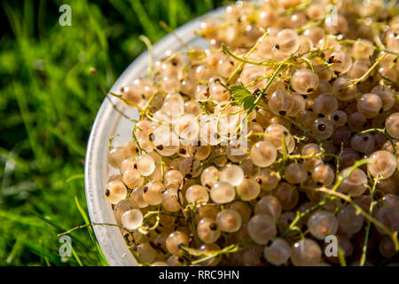 Vicino la ciotola piena di bianco fresco di bacche Ribes sul prato verde. Estate ribes bianco in bianco ciotola all'esterno. Ribes bianco su verde erba. Foto Stock