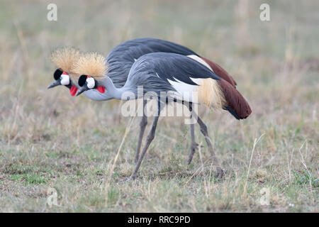 Coppia di specie in pericolo Grey Crowned gru (Balearica regulorum) in Kenya Foto Stock