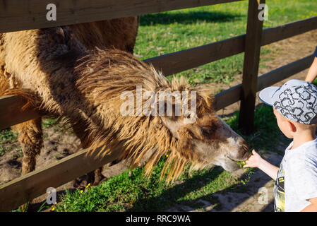 Cammello. alimentazione animale. Week-end in zoo Foto Stock