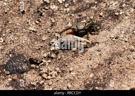 Fiddler crab (Uca tetragonon) maschio fotografato in una palude di mangrovie, Seychelles Curieuse Island in Settembre Foto Stock