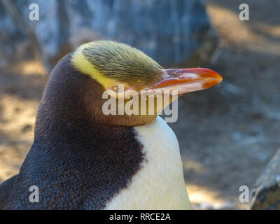 Giallo-eyed penguin (Megadyptes antipodes), Dunedin, Otago, South Island, in Nuova Zelanda, Foto Stock