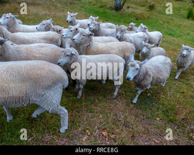 Pastore sheepdog e radunare le pecore. Fotografato vicino a Christchurch, Nuova Zelanda Foto Stock