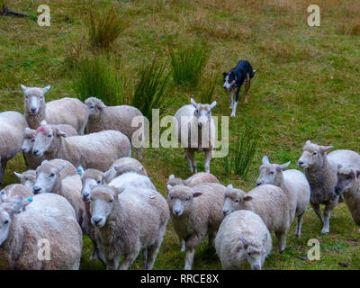 Pastore sheepdog e radunare le pecore. Fotografato vicino a Christchurch, Nuova Zelanda Foto Stock