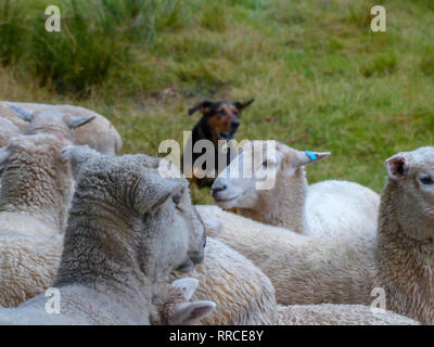 Pastore sheepdog e radunare le pecore. Fotografato vicino a Christchurch, Nuova Zelanda Foto Stock