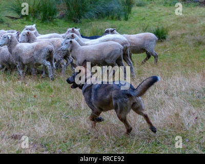 Pastore sheepdog e radunare le pecore. Fotografato vicino a Christchurch, Nuova Zelanda Foto Stock