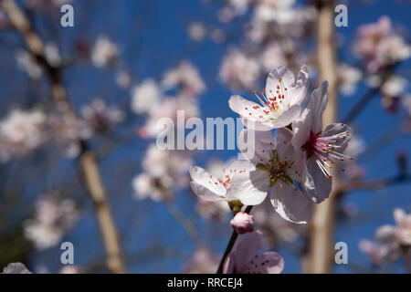 Almond blossom on a tree in a garden in Clapham, south London in February. A spell of mild weather has accelerated spring blossom and woken pollenator Foto Stock