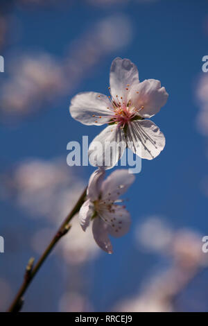Almond blossom on a tree in a garden in Clapham, south London in February. A spell of mild weather has accelerated spring blossom and woken pollenator Foto Stock