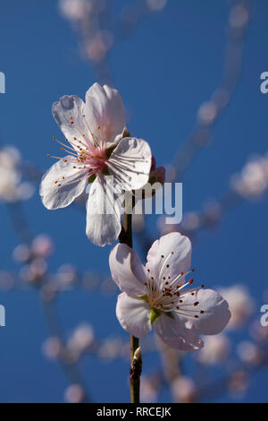 Almond blossom on a tree in a garden in Clapham, south London in February. A spell of mild weather has accelerated spring blossom and woken pollenator Foto Stock