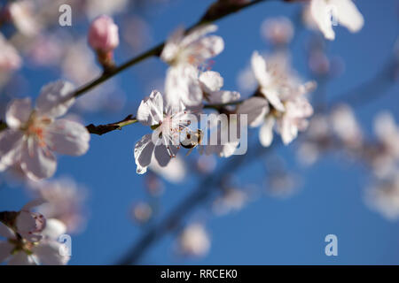 A bee on early almond blossom on a tree in a garden in Clapham, south London in February. A spell of mild weather has accelerated spring blossom and w Foto Stock
