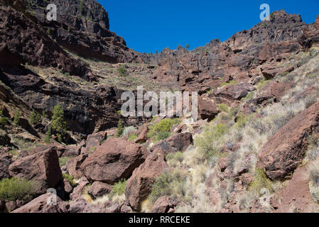 La roccia vulcanica formazione basaltica in Gran Canaria Isole Canarie Spagna Foto Stock