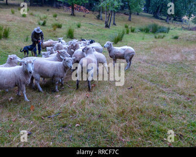 Pastore sheepdog e radunare le pecore. Fotografato vicino a Christchurch, Nuova Zelanda Foto Stock