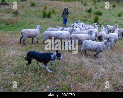 Pastore sheepdog e radunare le pecore. Fotografato vicino a Christchurch, Nuova Zelanda Foto Stock