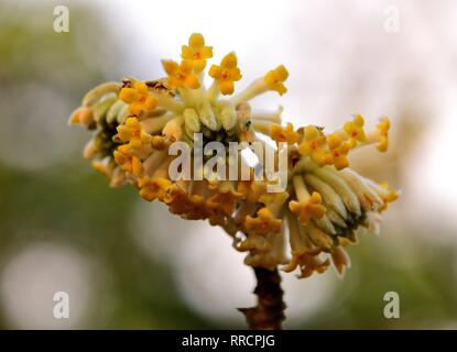 Primo piano della paperbush fiore. Foto Stock