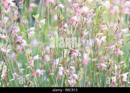 Una Gaura Belleza bush con fiori di colore rosa in movimento nella brezza. Foto Stock