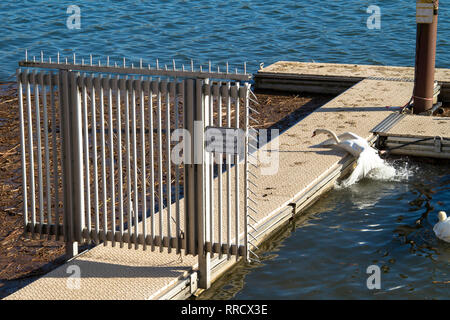 Swan tenta di ottenere su un molo al lago Kemnade, segno entra a proprio rischio, Bochum, Germania. Schwan versucht auf einen Steg am Kemnader vedere zu kommen, schi Foto Stock