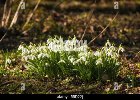 Snowdrop fiori o Galanthus nivalis in un giardino Foto Stock