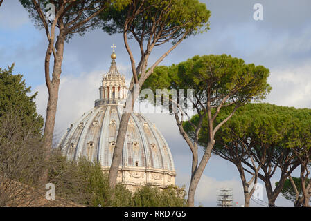 La cupola della Basilica di San Pietro incorniciata da pini marittimi o lapideo italiano di alberi di pino, Pinus pinea Foto Stock