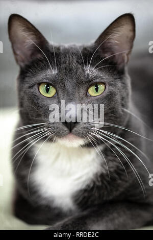 Ritratto di un purosangue grigio tabby cat con chiazza bianca sul petto con giallo verde occhi Foto Stock