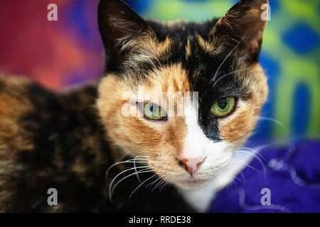 Ritratto di una razza mista tabby cat con marrone e giallo color ruggine e pelliccia marrone pelliccia di ruggine sul suo orecchio con giallo verde occhi Foto Stock