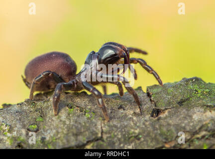 Brown Spider Atypus muralis in Repubblica Ceca Foto Stock