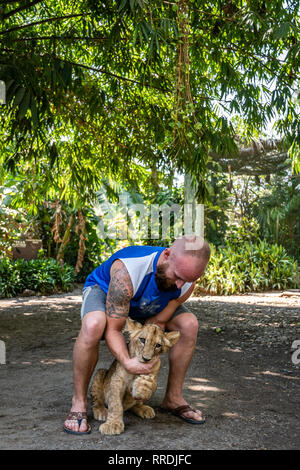 Uomo caucasico holding baby lion in zoo guatemalteca Foto Stock